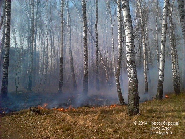 пожар сосновый бор4.jpg